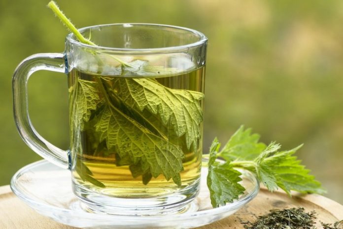 Чајот од коприва го намалува шеќерот во крвта и го регенерира телото