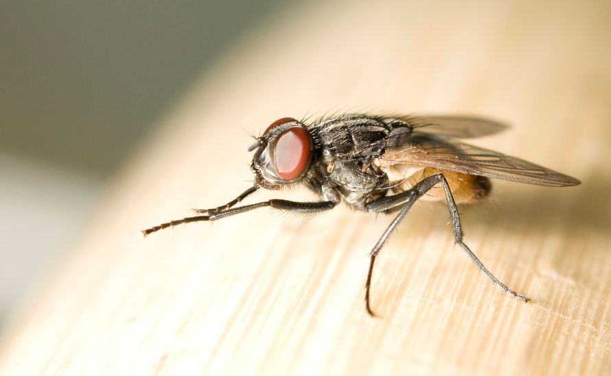 Овој трик ќе ги избрка здодевните муви од вашиот дом!