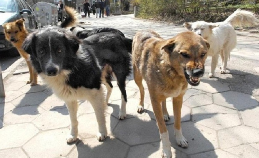 Хаос по скопските улици – Кучиња скитници вчера искасале тројца скопјани!