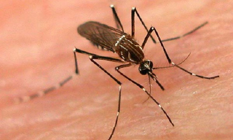 Внимавајте: Комарците ги пренесуваат овие седум болести