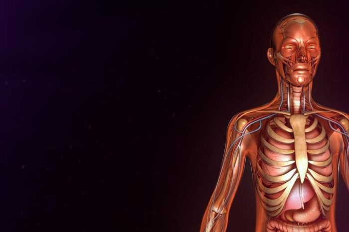 Нов „ор­ган“ кој се про­те­га низ це­ло­то тело, го посочуваат научниците!