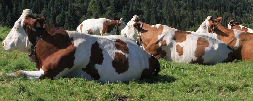Нов Зеланд планира да убие 150.000 крави