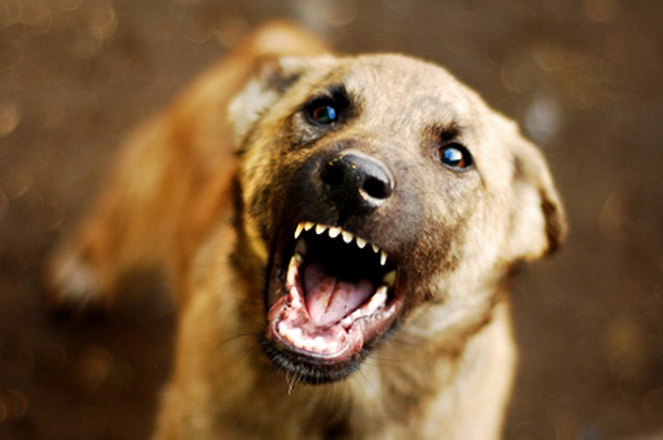 Петгодишно дете каснато на образот од куче-скитник во Скопје