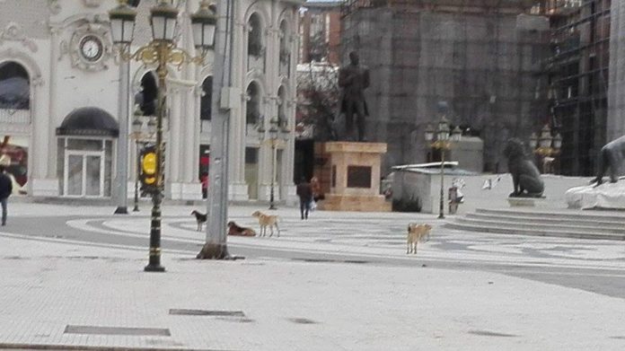 Срамота: Австралиец каснат од куче скитник на плоштадот „Македонија“