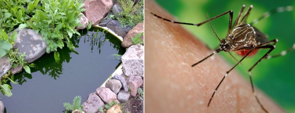 Во Охрид ќе се ловат комарци, надлежните „решија се“, уште мамките им останаа