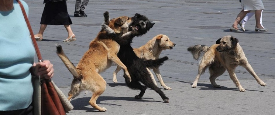 Град Скопје молчи додека кучињата скитници напаѓаат во Скопје – каснато младо момче