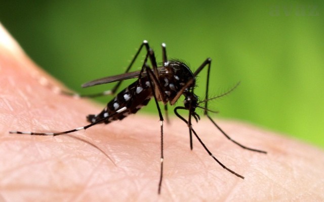 Комарците шират сериозни заразни болести, а Шилегов абер нема да ги заштити граѓаните!