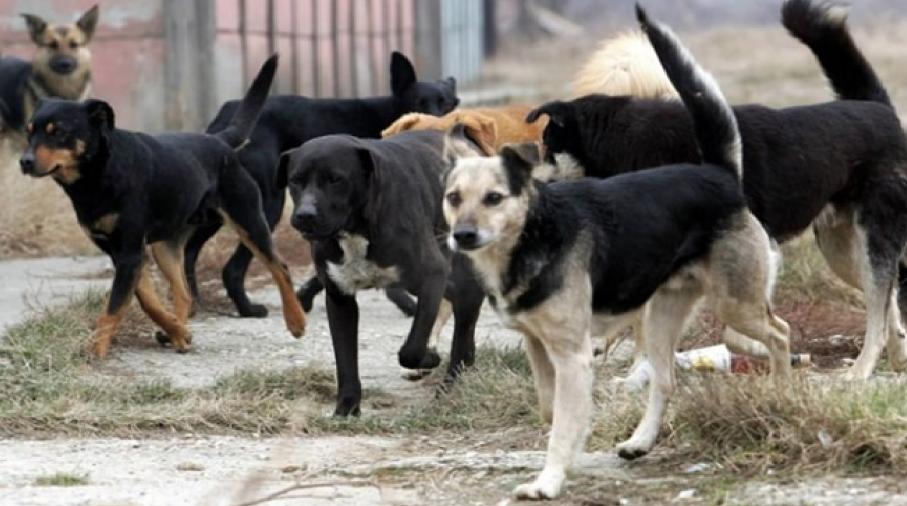 Кучињата скитници напаѓаат низ Скопје, градските власти спијат