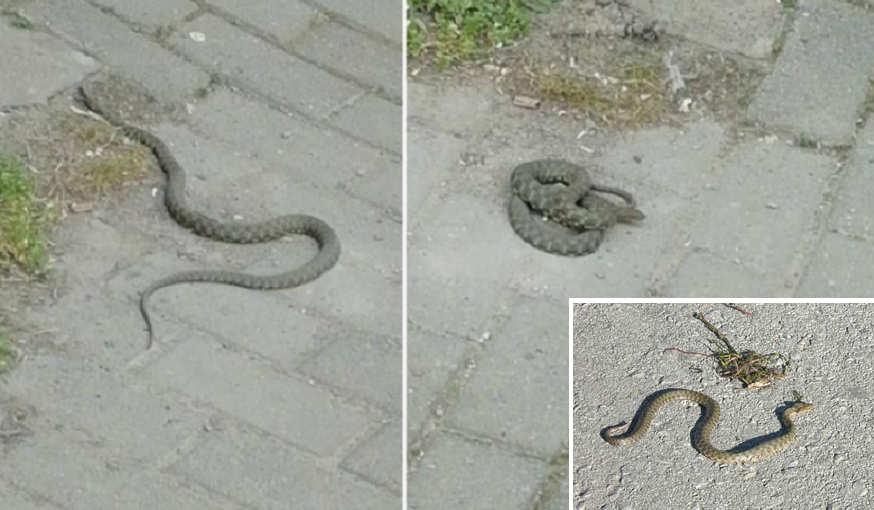 Жешкото време ги разбуди змиите во Скопје, се симнуваат од Водно во градот