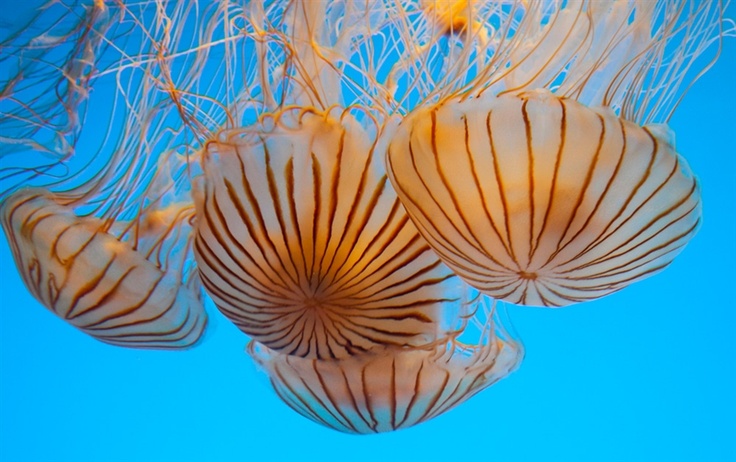 Ако ве испече медуза или ако згазнете на морски еж, направете го следното!