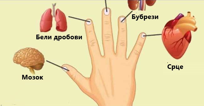 Секој прст е врзан за два органи – лекување за две минути