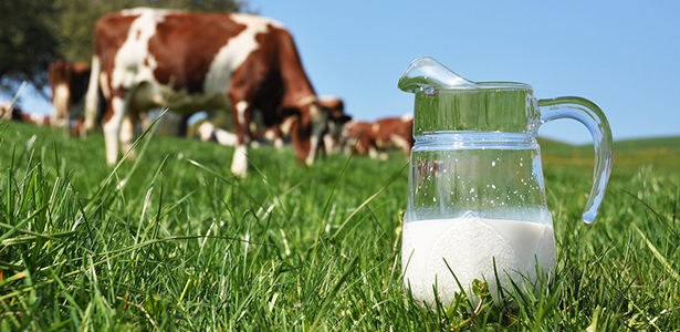 Колку е штетно или корисно кравјото млеко