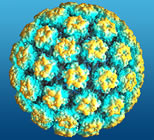 Полова HPV инфекција по пат на допир