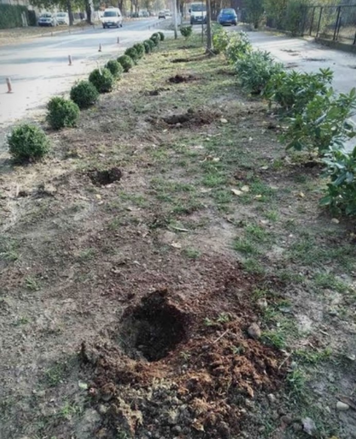 Не издржаа ниту една ноќ: Украдени новозасадените дрвца кај поликлиника „Чаир“ (ФОТО)