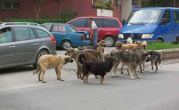 Граѓаните преплашени, Градот нема решение: Уште двајца скопјани искасани од кучиња скитници