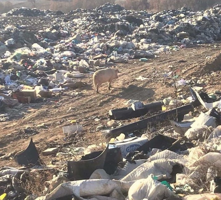 Африканската чума на пат кон Македонија- властите не преземат ништо, свињи се шетаат на дива депонија (ФОТО)