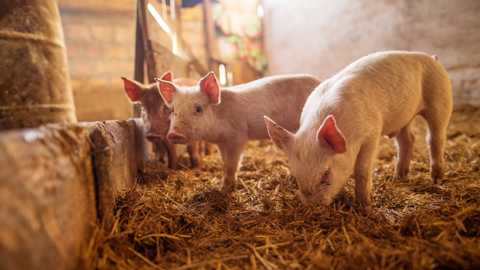 Африканска свинска чума – тема на дискусија со ветеринарните власти од регионот