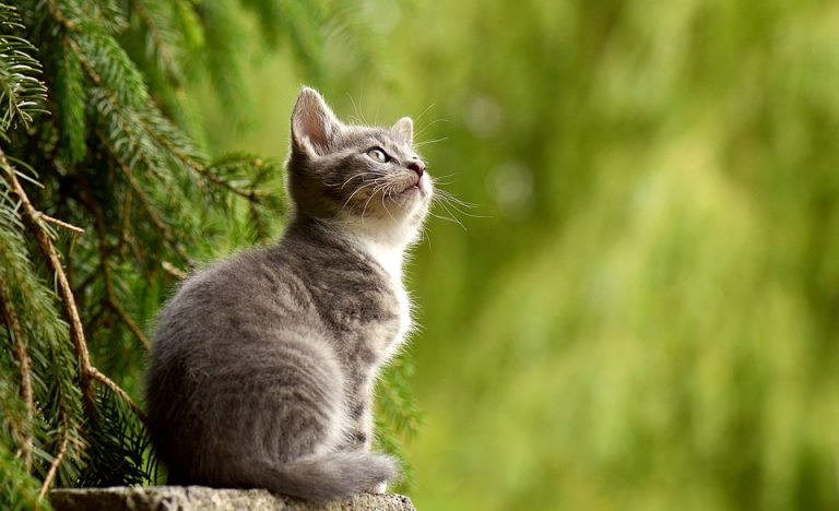 Еве како мачката може да ве излечи: Вистински мелем за душата!