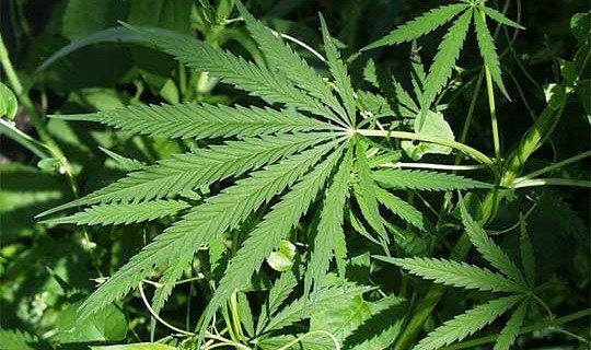 Офшор компанија од Кипар добила лиценца за медицинска марихуана неколку дена пред да се формира техничката влада