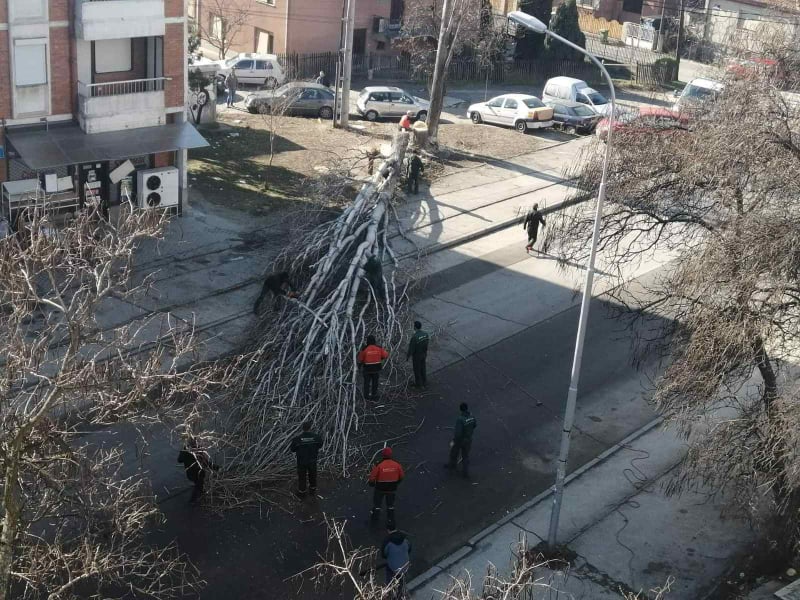 Шилегов ги масакрира дрвјата во Ѓорче Петров, на Скопје и не му требаат бели дробови