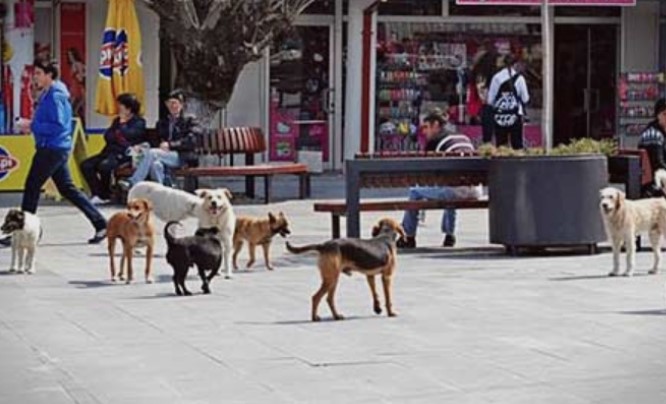Никој не реагира да го реши проблемот: Уште двајца скопјани искасани од кучиња скитници
