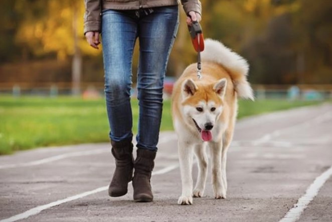Нови термини за шетање на домашните миленичиња