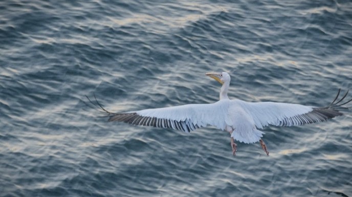 Се пребројуваат пеликаните од Преспанското Езеро
