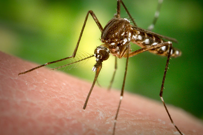 Трикови за полесно ублажување на чешањето предизвикано од убод на комарец