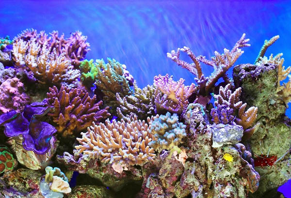 Глобалното затоплување предизвика исчезнување на 14% од коралите во светот
