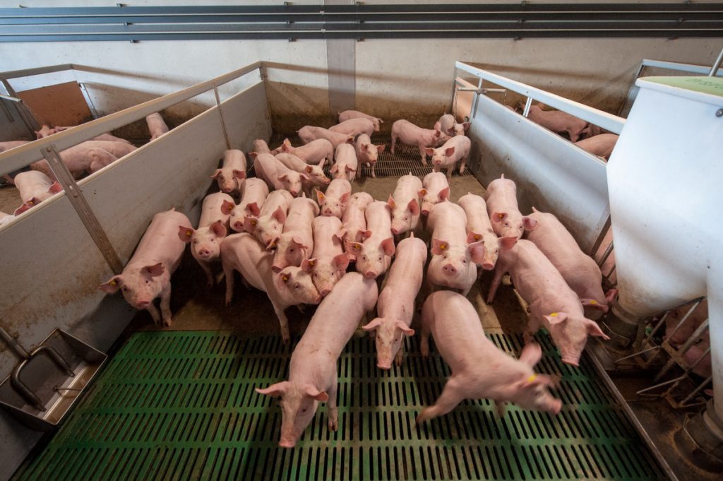 Африканската свинска чума се шири и во штипско