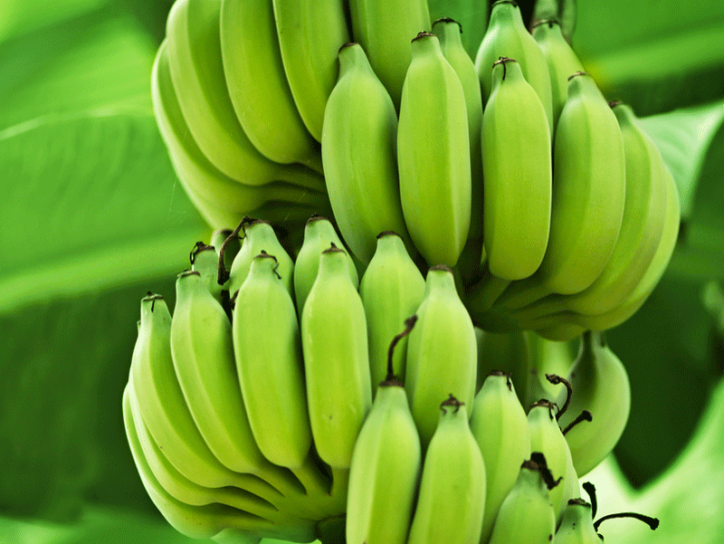 Зелените банани содржат квалитетен скроб и имаат многу малку шеќер