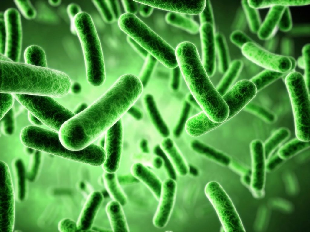 СЗО ја состави првата листа на габични патогени кои се најголема закана за здравјето на луѓето