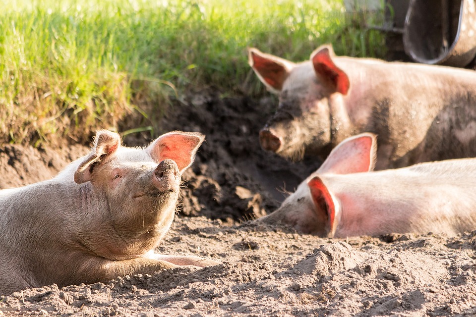 Во Србија потврдена е болеста африканска свинска чума во 32 општини