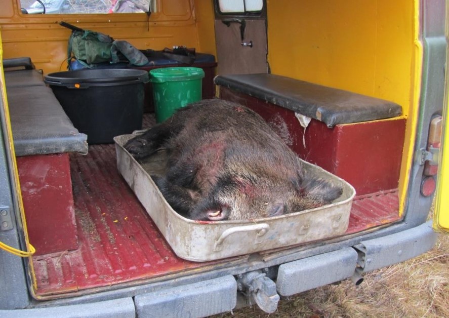 По отстрел на диви свињи во кичевско, откриена е болеста „Афричка свинска чума“